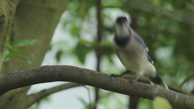 Blue Jay - ML325842421