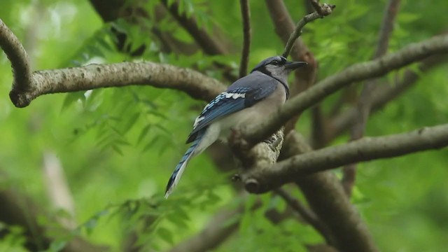 Blue Jay - ML325843741