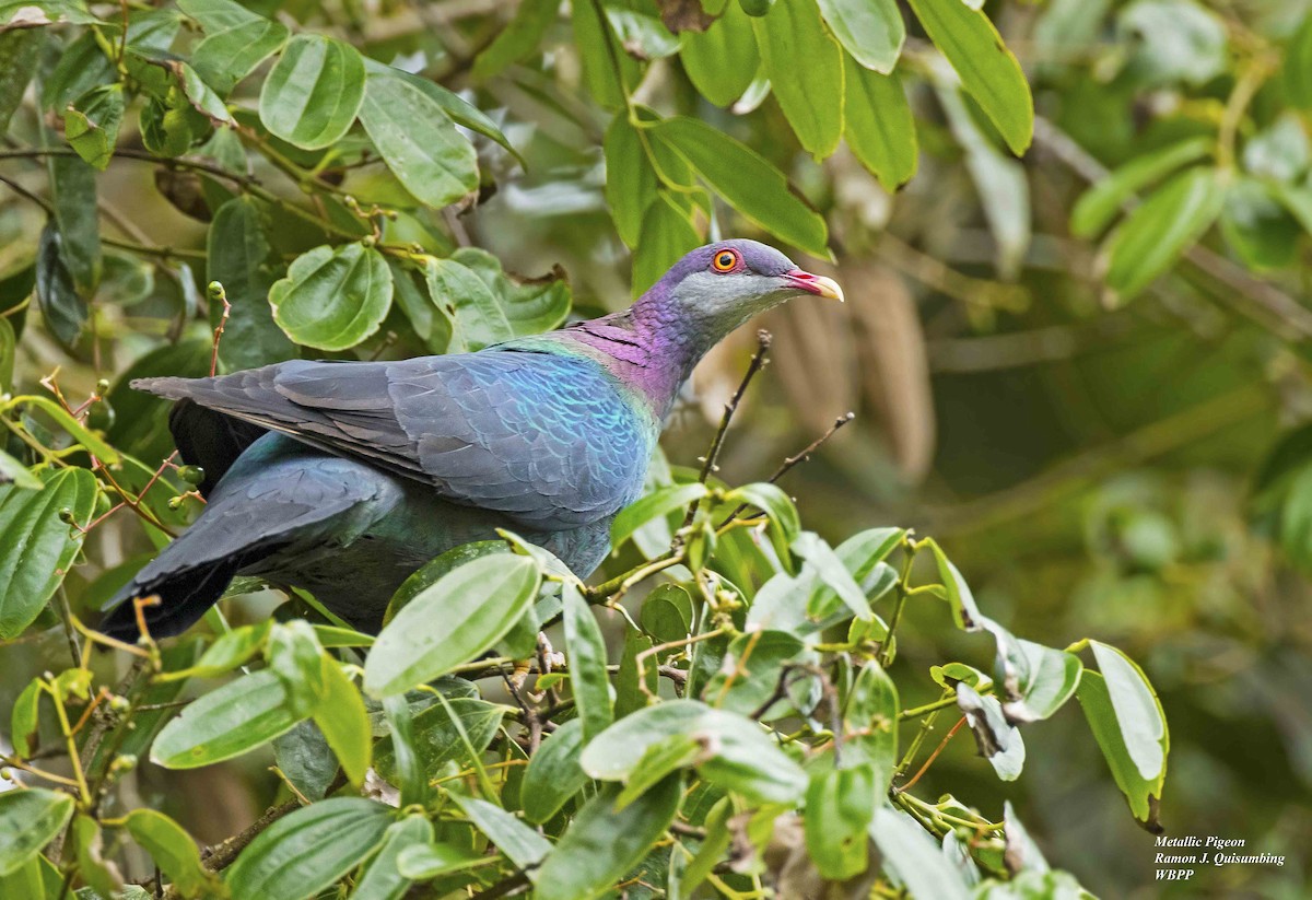 Metallic Pigeon - ML325844211