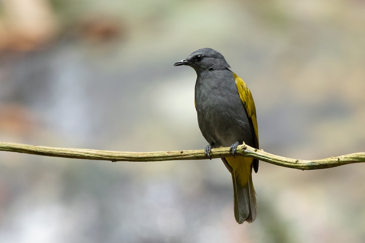 Gray-bellied Bulbul - ML325844301