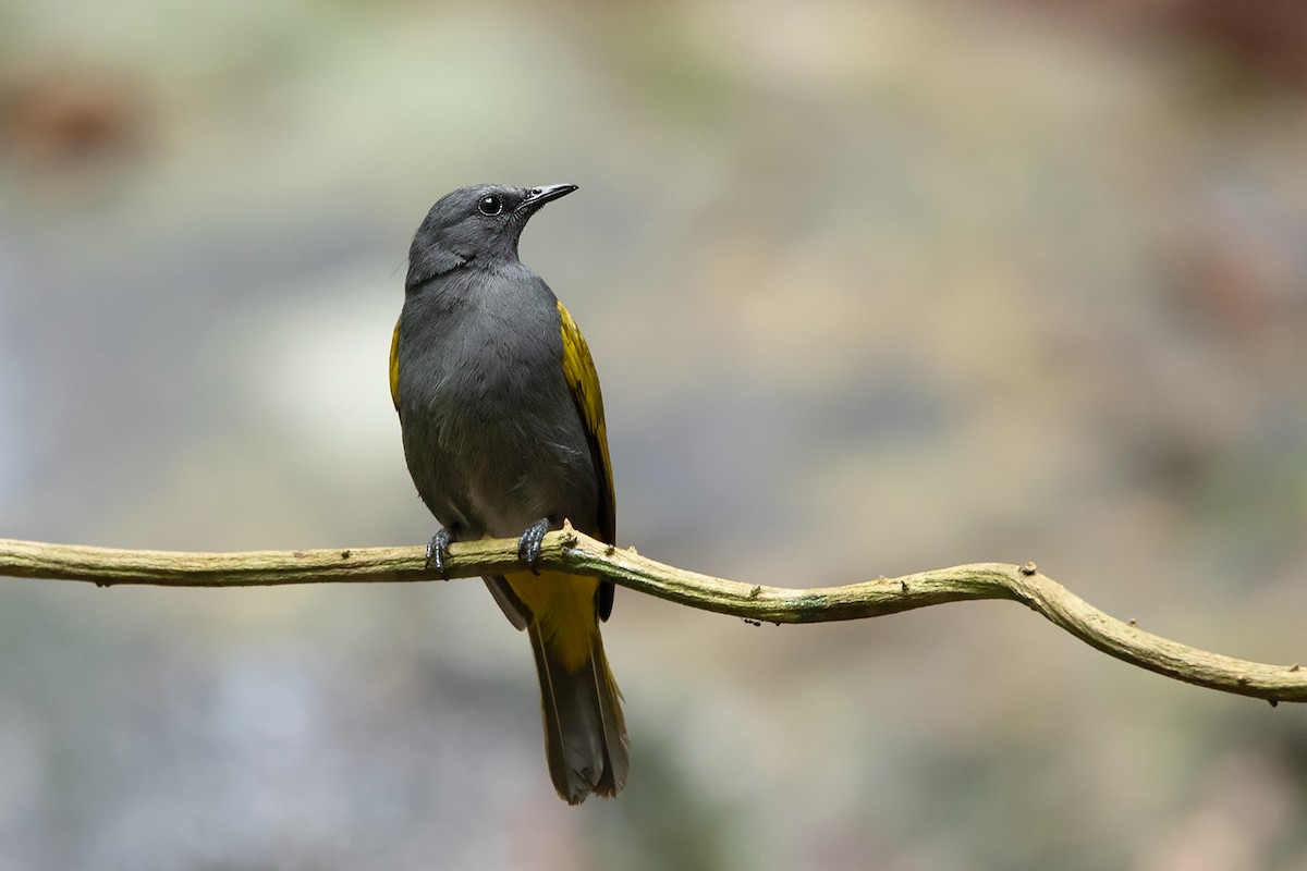 Gray-bellied Bulbul - ML325844311