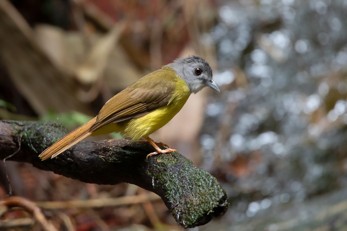 Yellow-bellied Bulbul - Ayuwat Jearwattanakanok