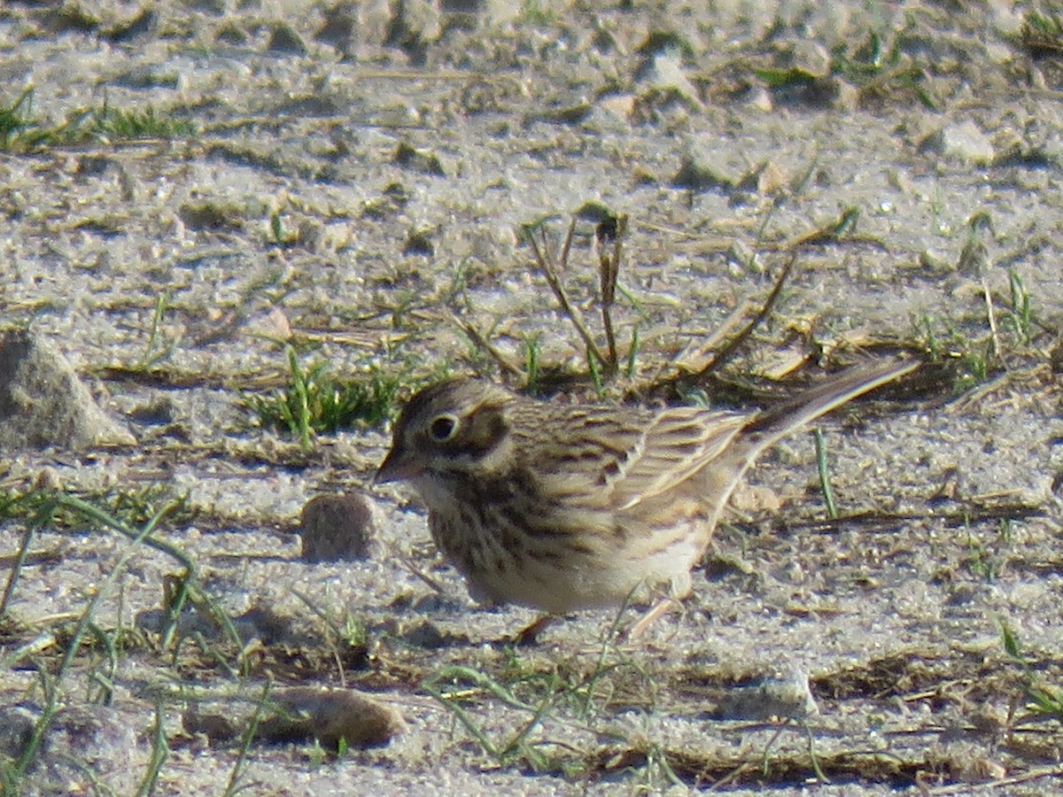Vesper Sparrow - ML325844871