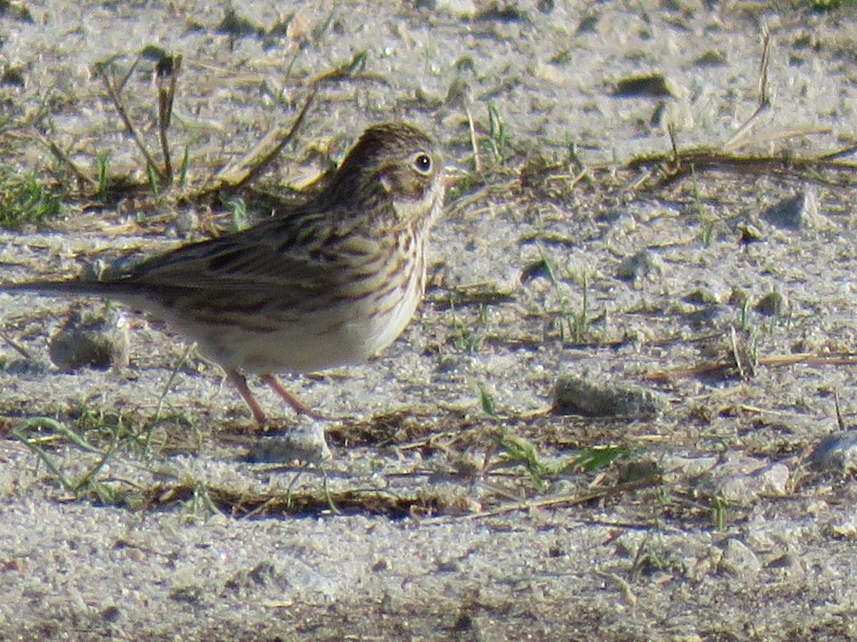 Vesper Sparrow - ML325844951