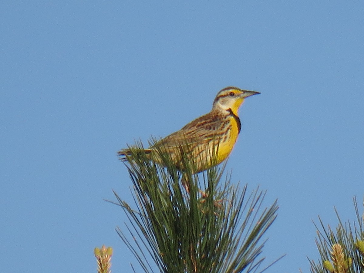 Eastern Meadowlark - ML325845091