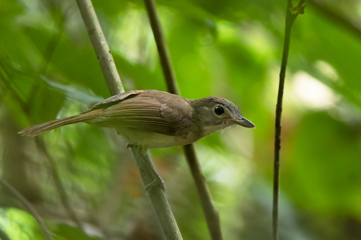 Moustached Babbler - Ayuwat Jearwattanakanok