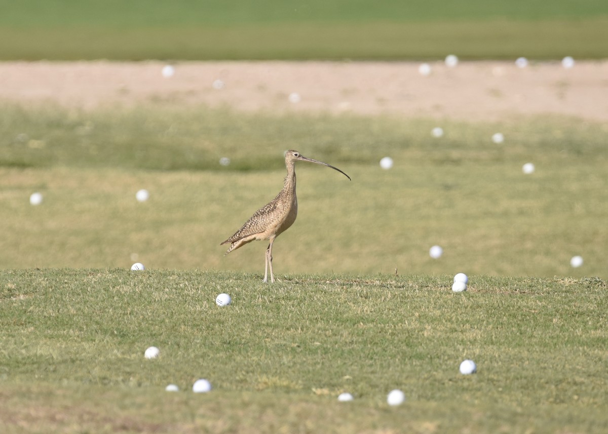 Long-billed Curlew - ML325845951