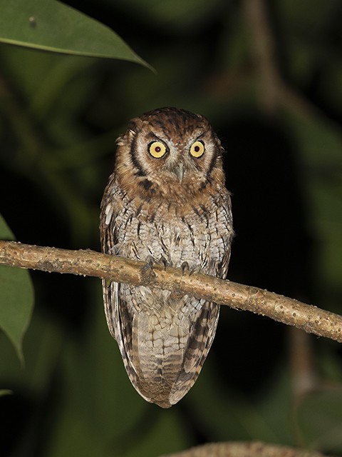 Tropical Screech-Owl - Alex Mesquita