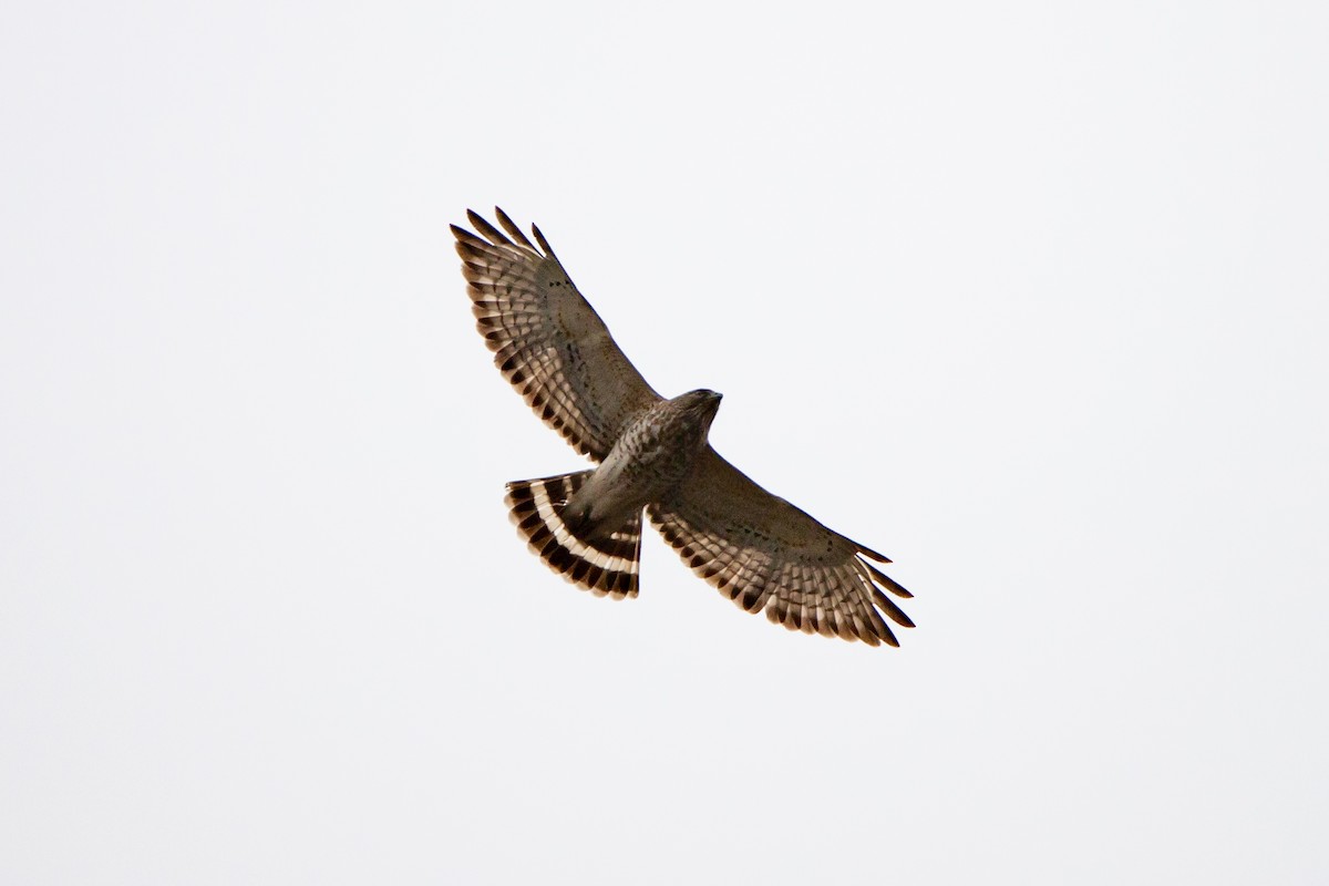 Broad-winged Hawk - Rob  Sielaff