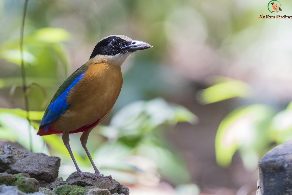 Blue-winged Pitta - ML325846901