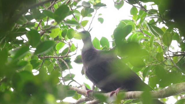 Black Wood-Pigeon - ML325847181