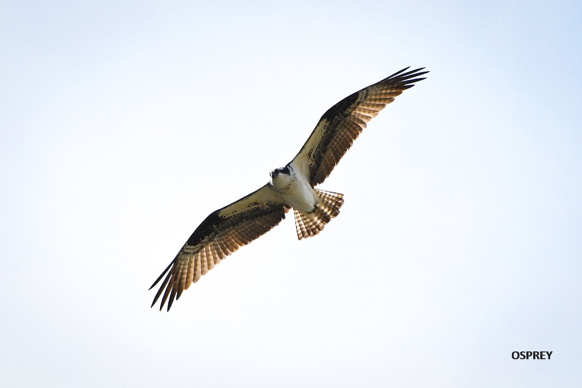 Águila Pescadora - ML325847671