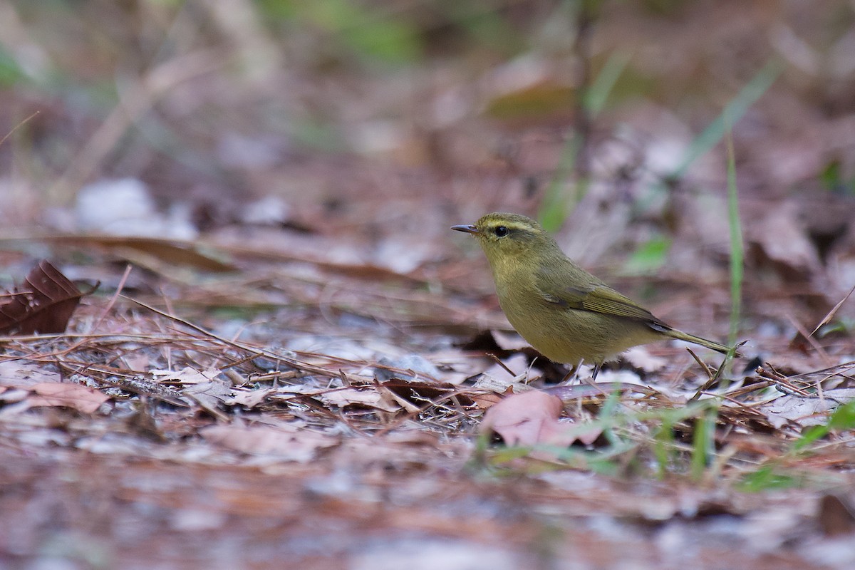 Buff-throated Warbler - ML325847821