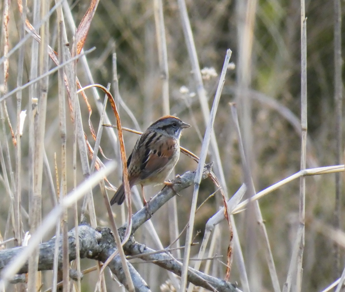Swamp Sparrow - ML325847831