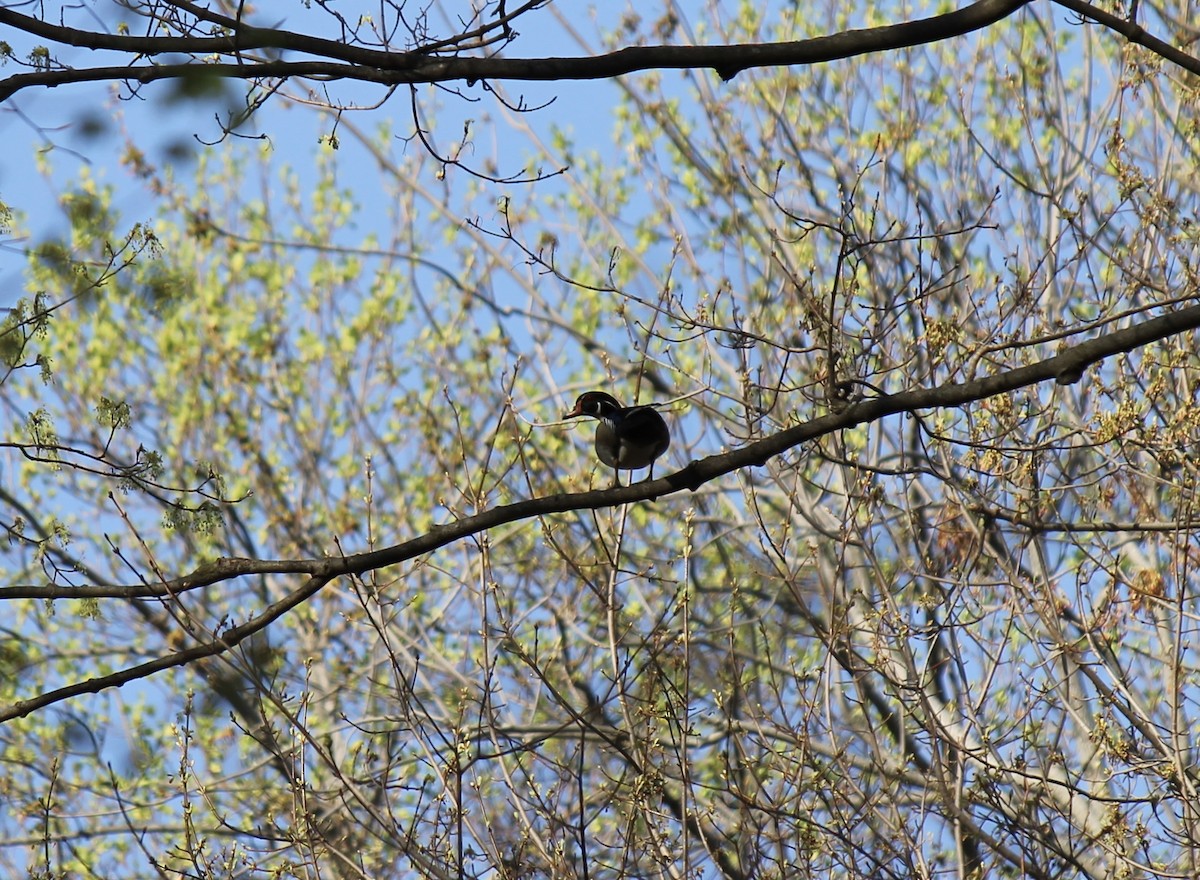 Wood Duck - ML325848551