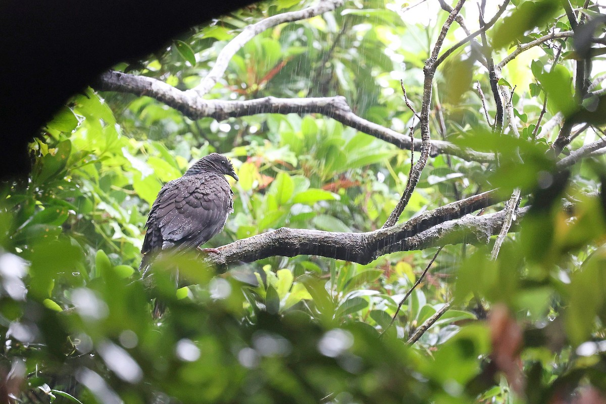 Black Wood-Pigeon - ML325849661