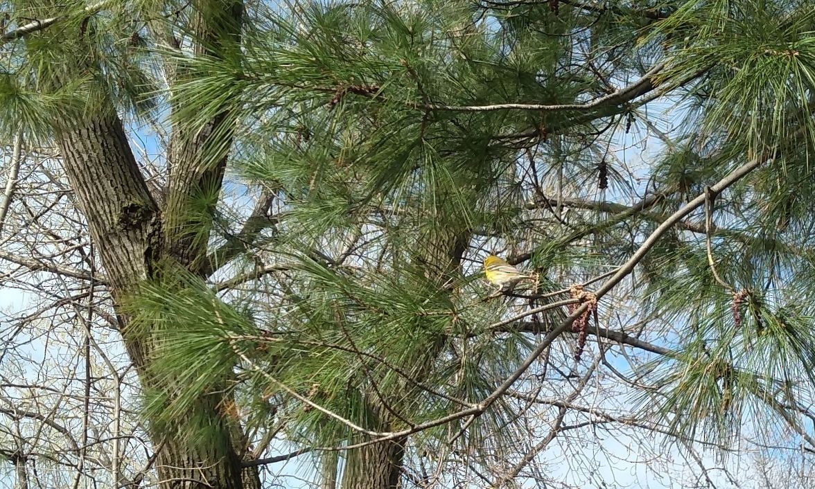 Pine Warbler - ML325851181