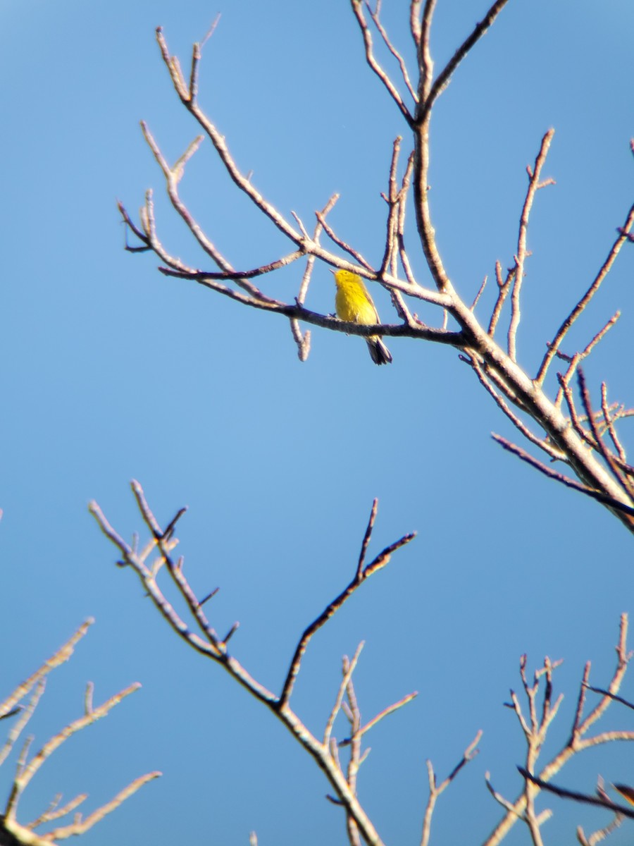 Prairie Warbler - Jane Spinney