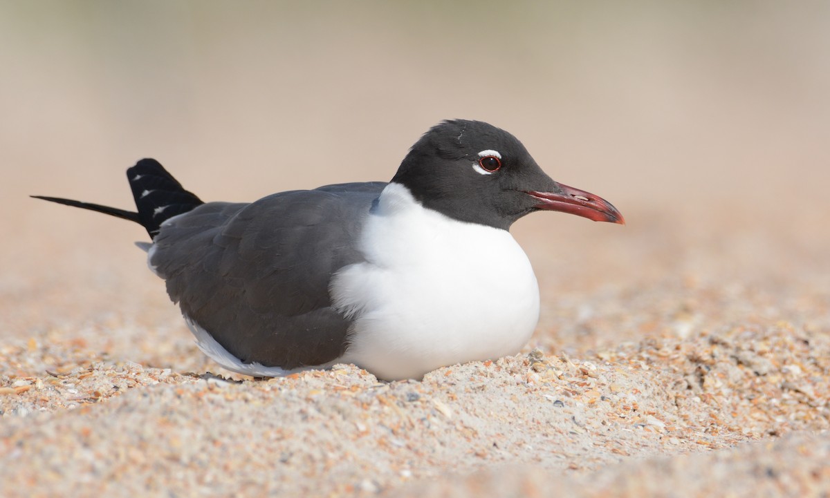 Laughing Gull - Patrick Maurice