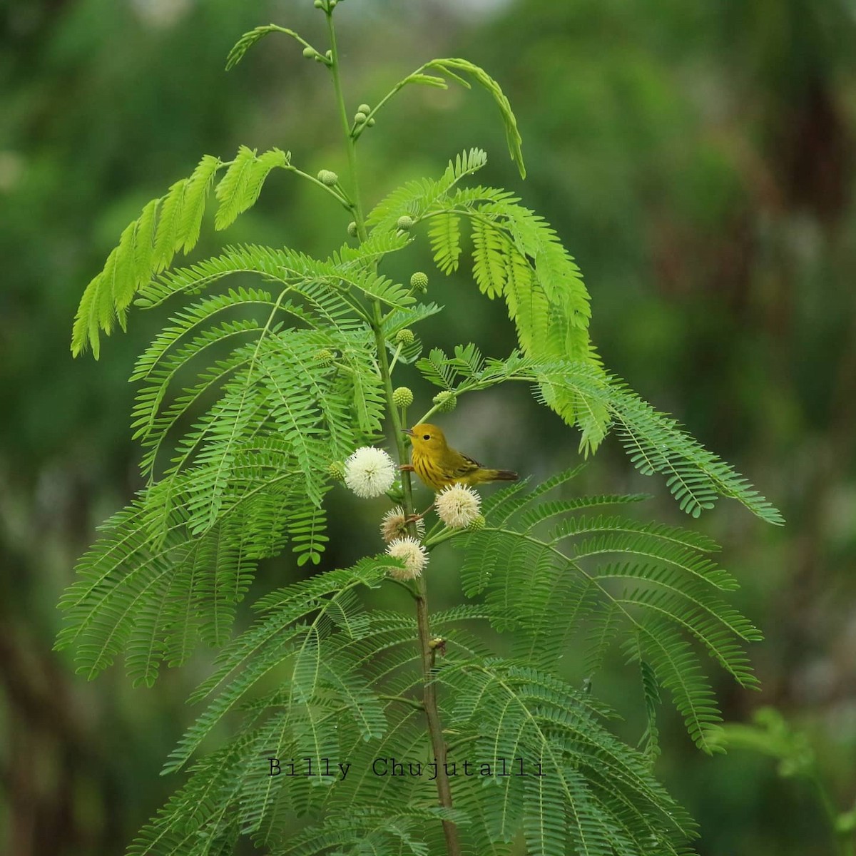 Yellow Warbler - Billy Roller