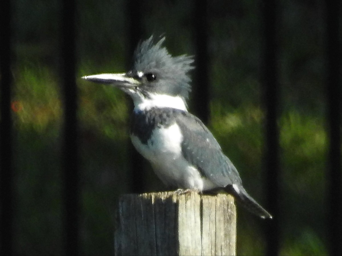 Belted Kingfisher - ML325855151