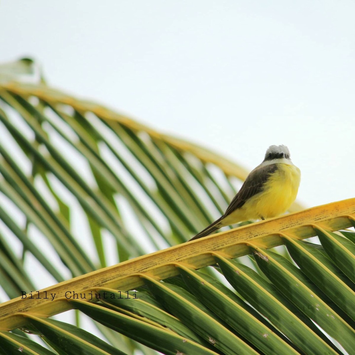 White-throated Kingbird - Billy Roller