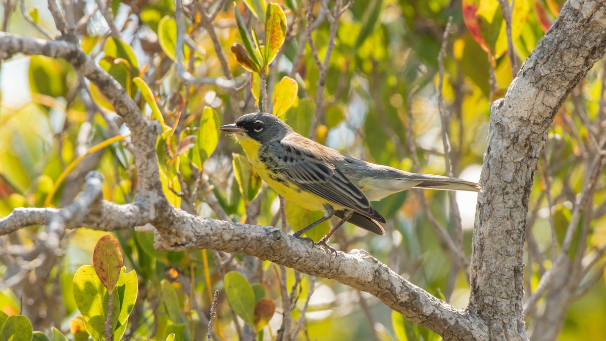 Kirtland's Warbler - ML325858631