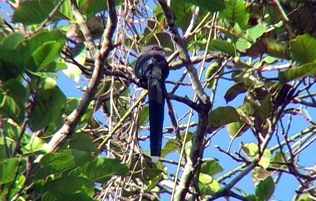 Green-billed Malkoha - ML325858791