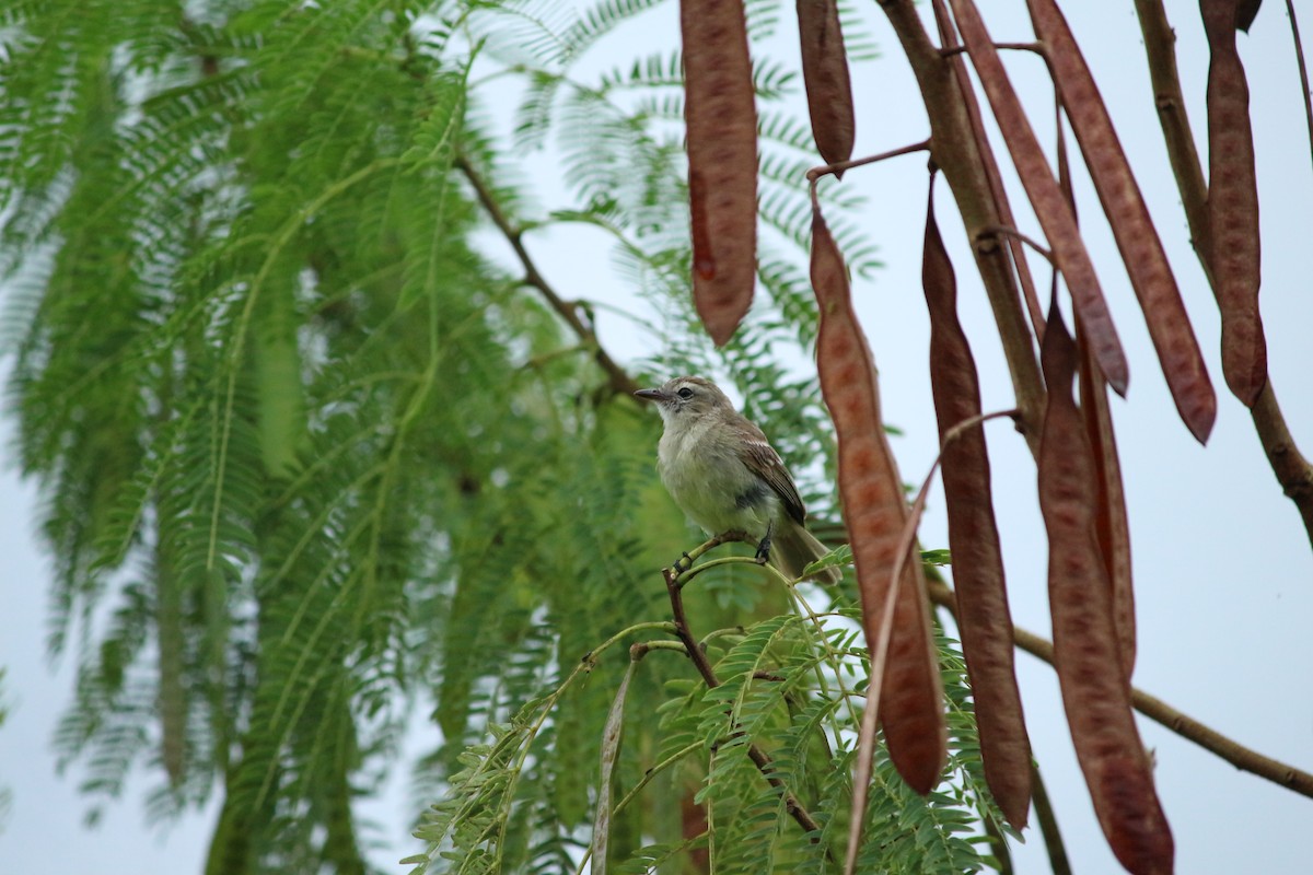 Southern Mouse-colored Tyrannulet - Billy Roller