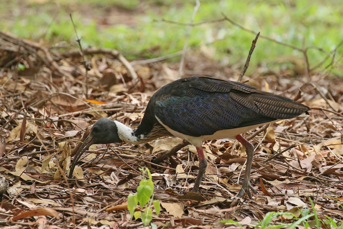 Straw-necked Ibis - Jan Andersson