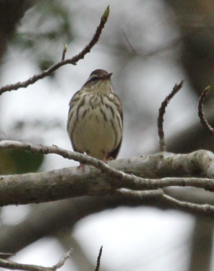 Louisiana Waterthrush - James Reed