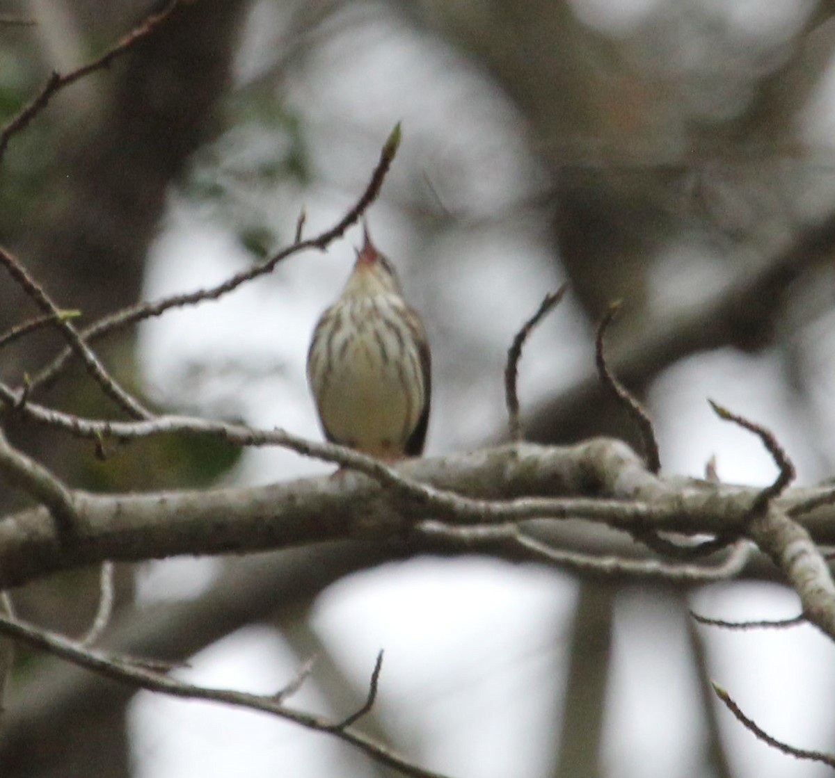 Louisiana Waterthrush - James Reed