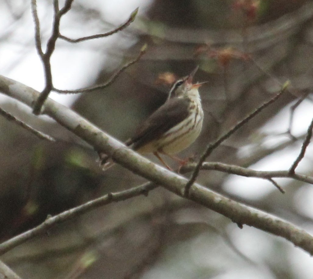 Louisiana Waterthrush - ML325863901