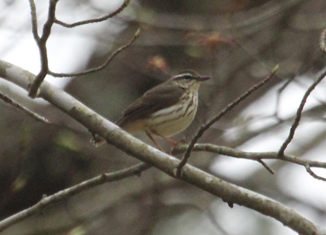 Louisiana Waterthrush - James Reed