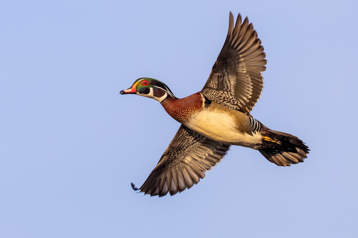 Wood Duck - ML325864261