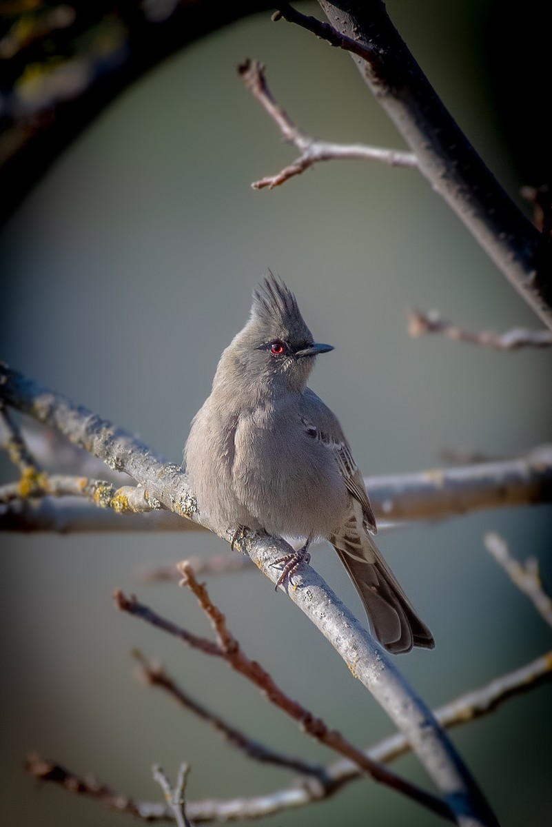 Trauerseidenschnäpper - ML325867731