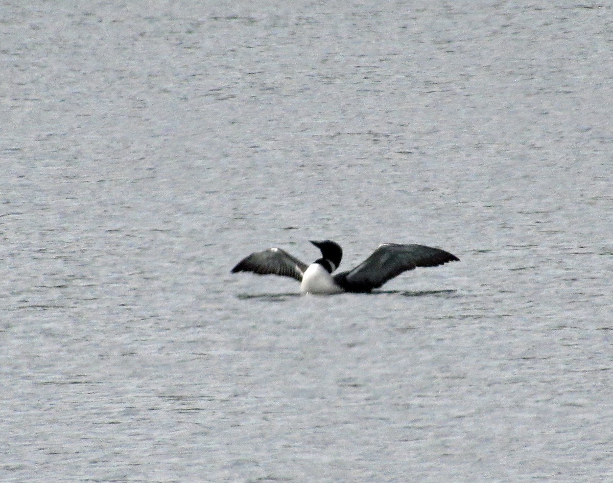 Common Loon - Jim Campbell