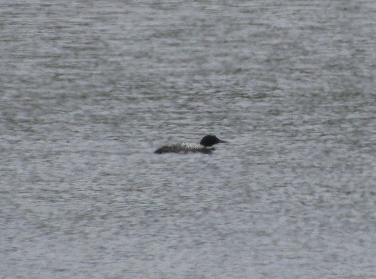 Common Loon - Jim Campbell