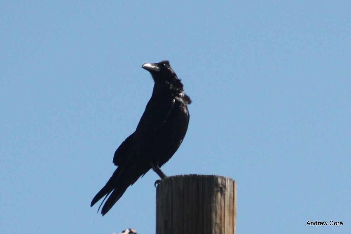 Common Raven - ML32586931