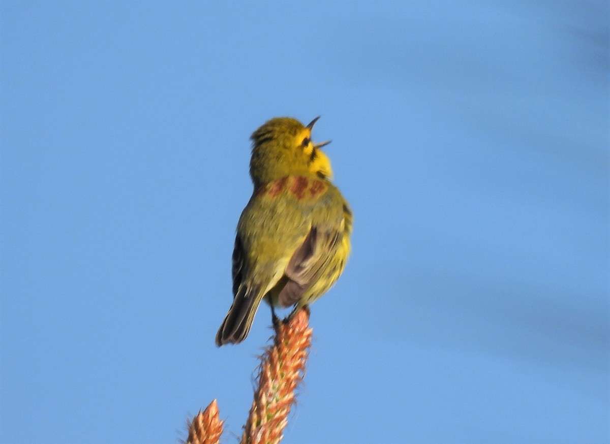 Prairie Warbler - ML325871331