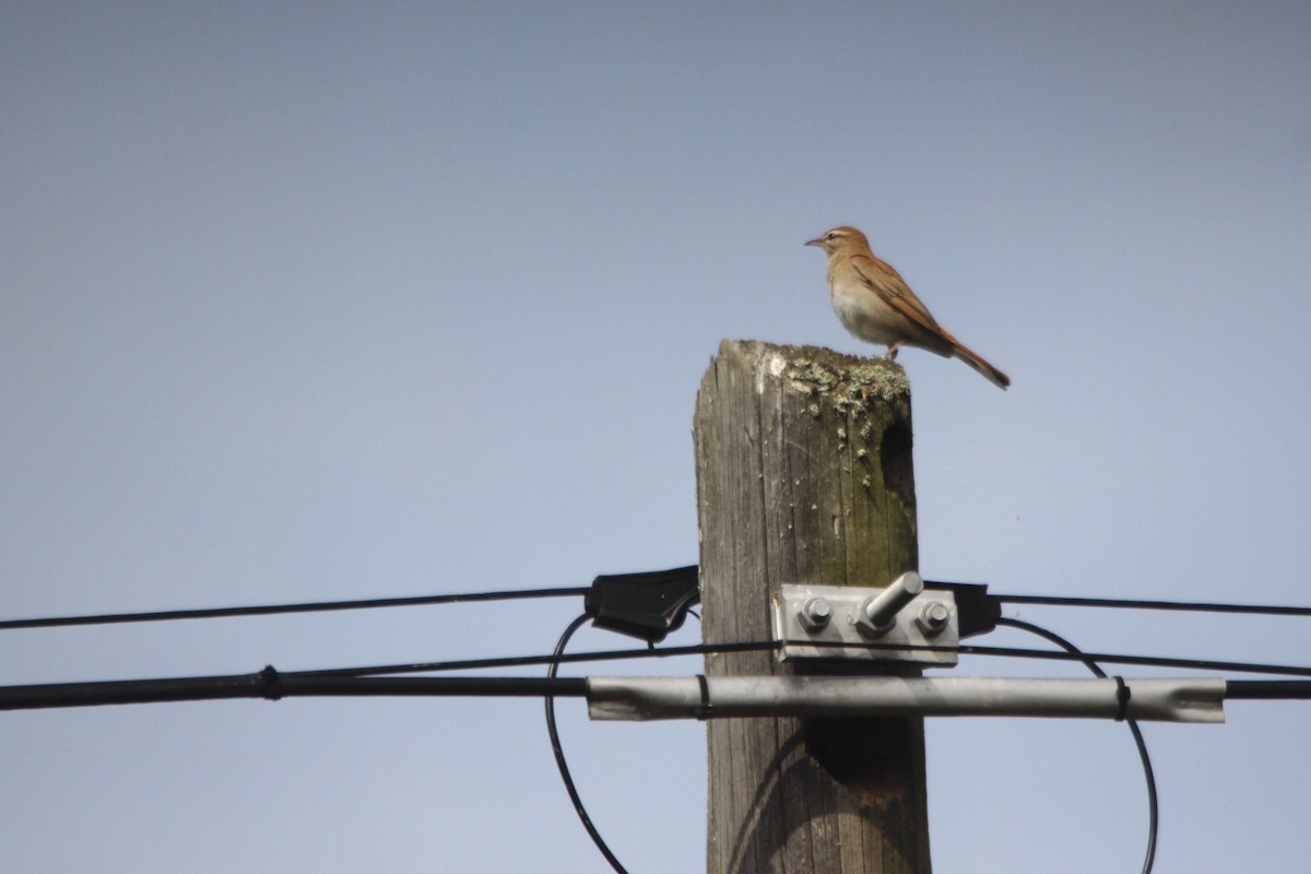 Rufous-tailed Scrub-Robin (Rufous-tailed) - ML325872001