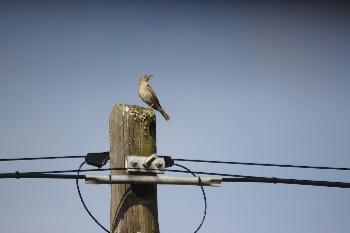 Rufous-tailed Scrub-Robin (Rufous-tailed) - ML325872061