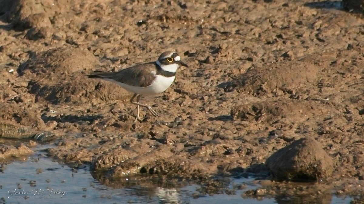 Little Ringed Plover - ML325872431