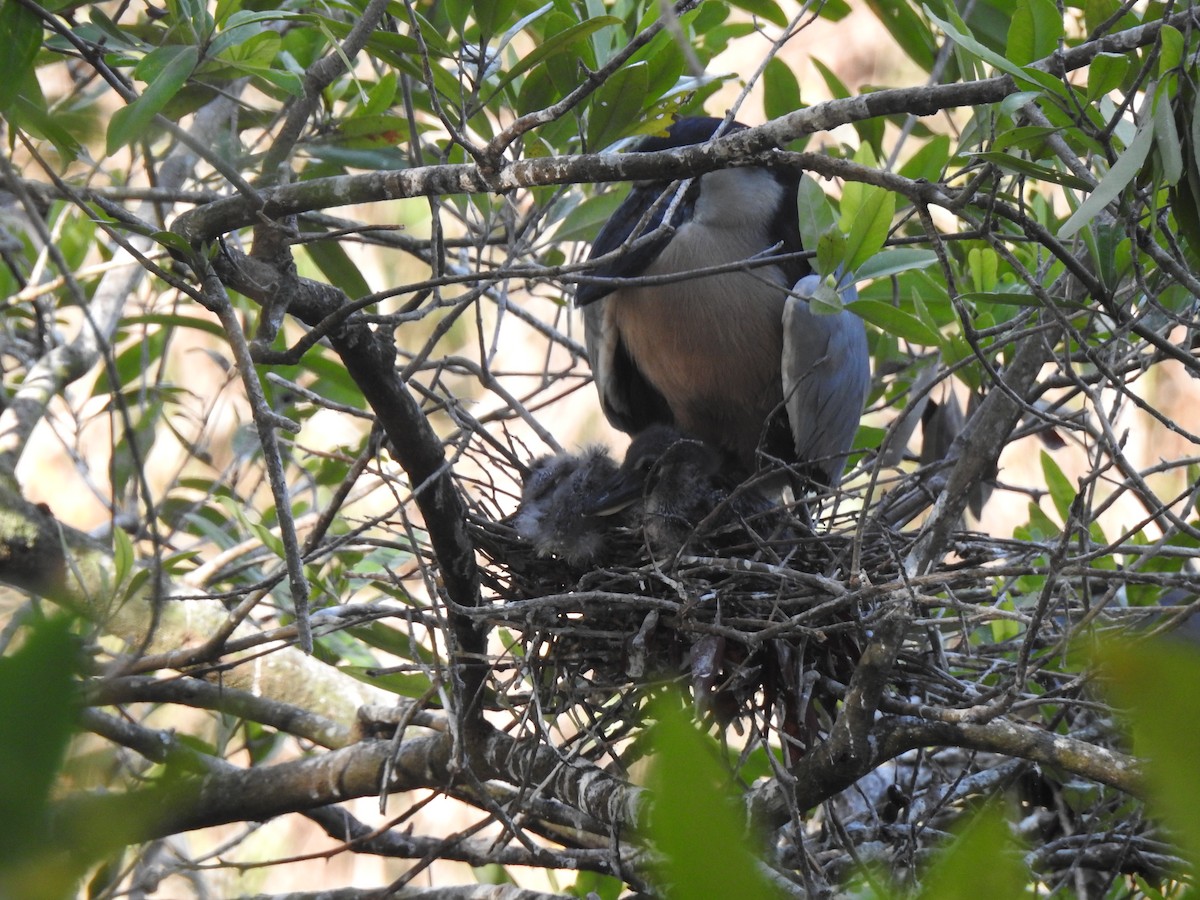 Boat-billed Heron - ML325873121