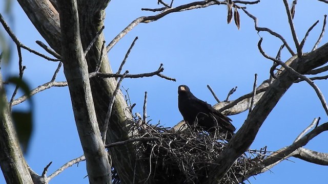 Krabbenbussard - ML325873271