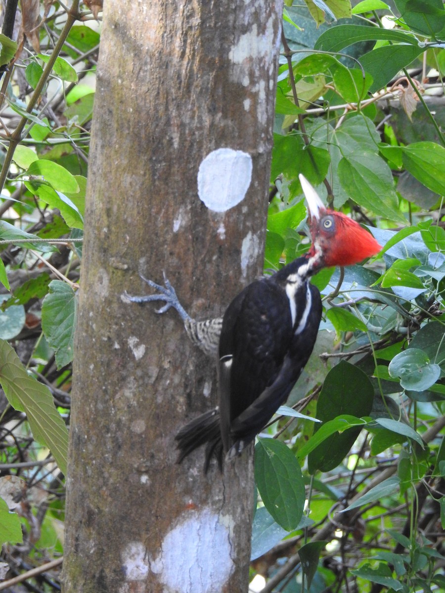 Pale-billed Woodpecker - ML325873611