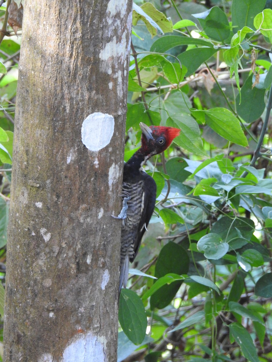 Pale-billed Woodpecker - ML325874031