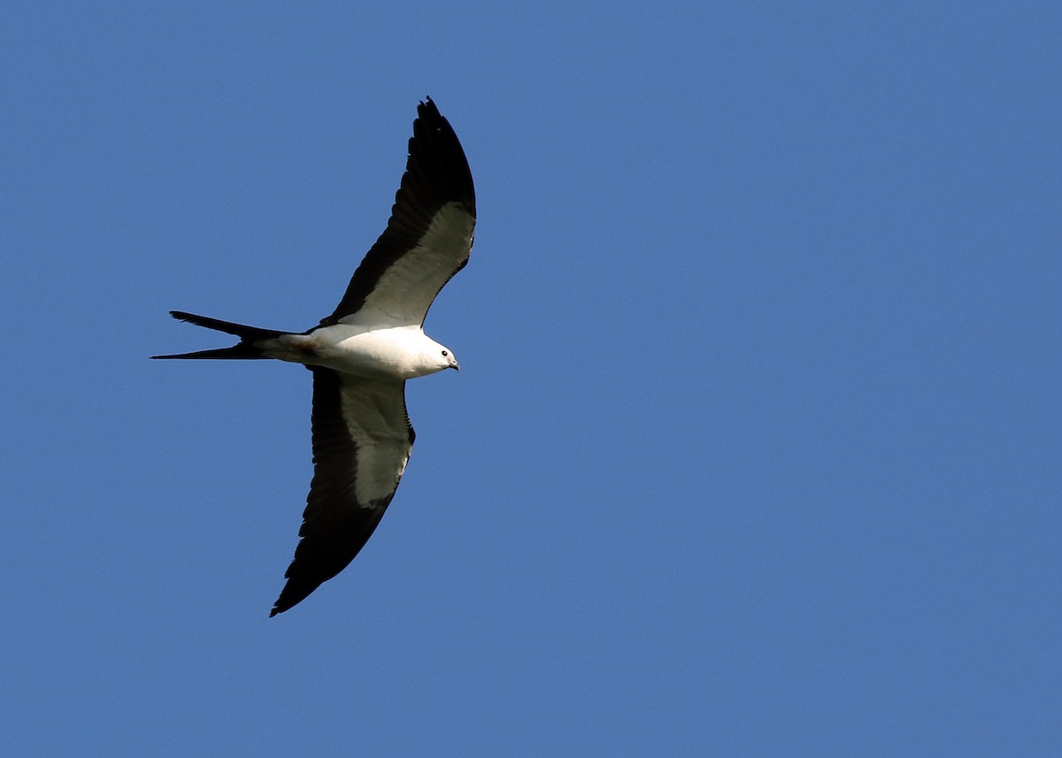 Swallow-tailed Kite - ML325876371