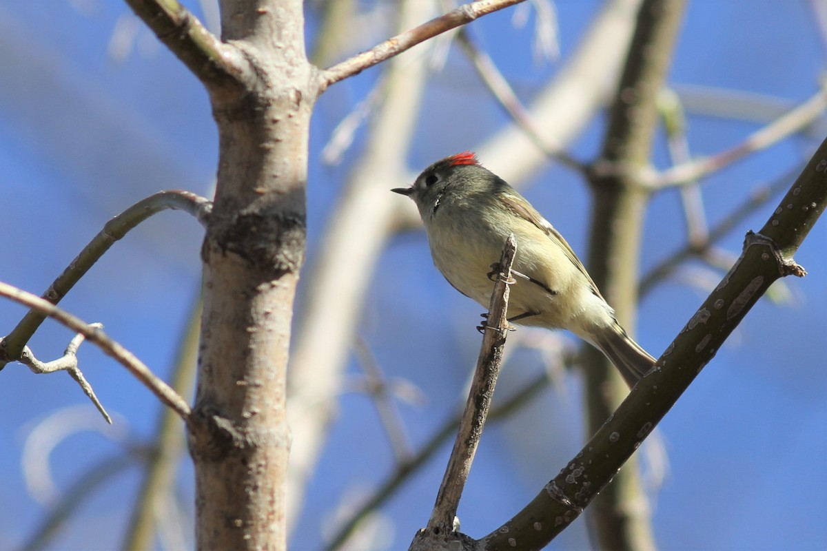 Ruby-crowned Kinglet - Mylene  Paulhus, Perreault