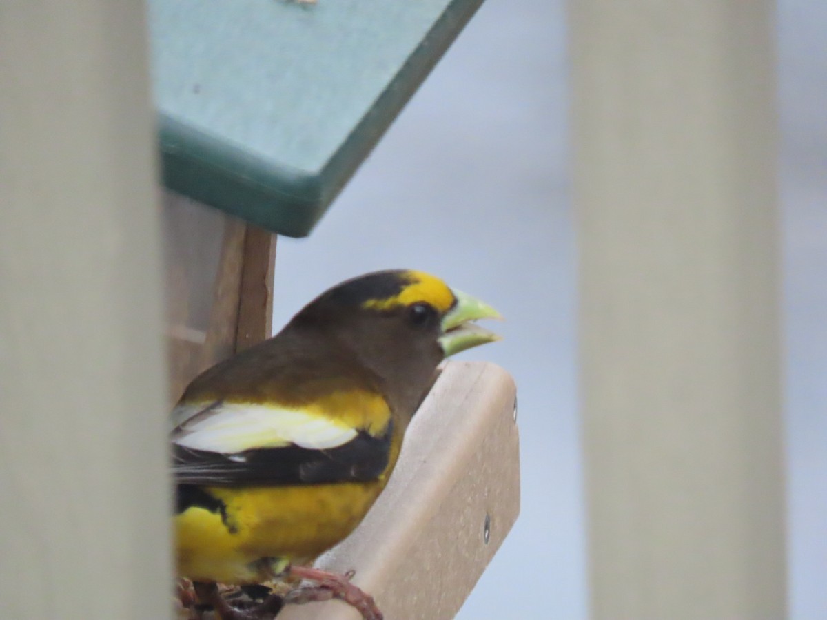 Evening Grosbeak - Ryan  Lee